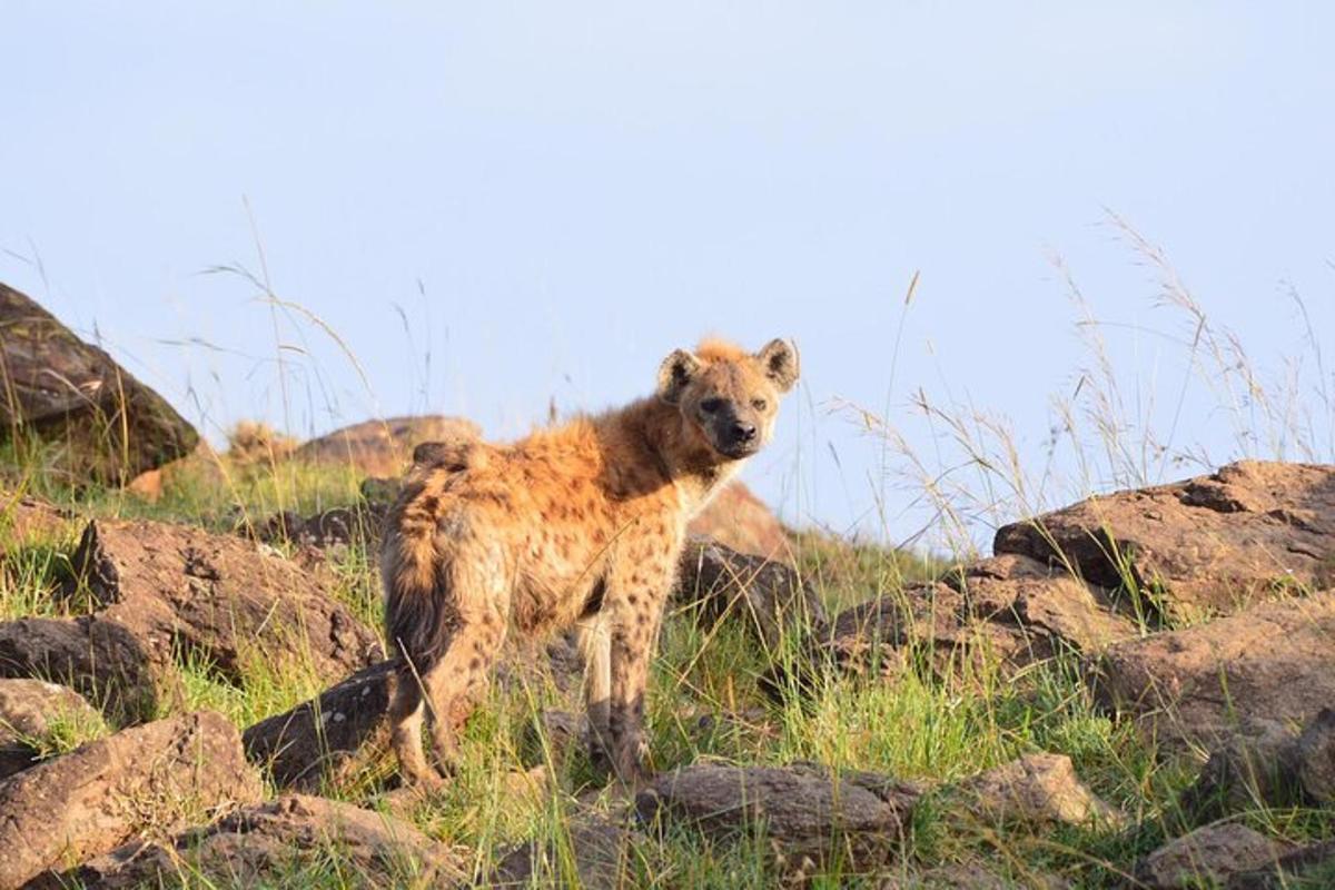 hyena stojící na hromadě kamení