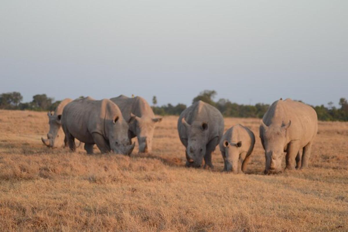 a group of elephants grazing in a field