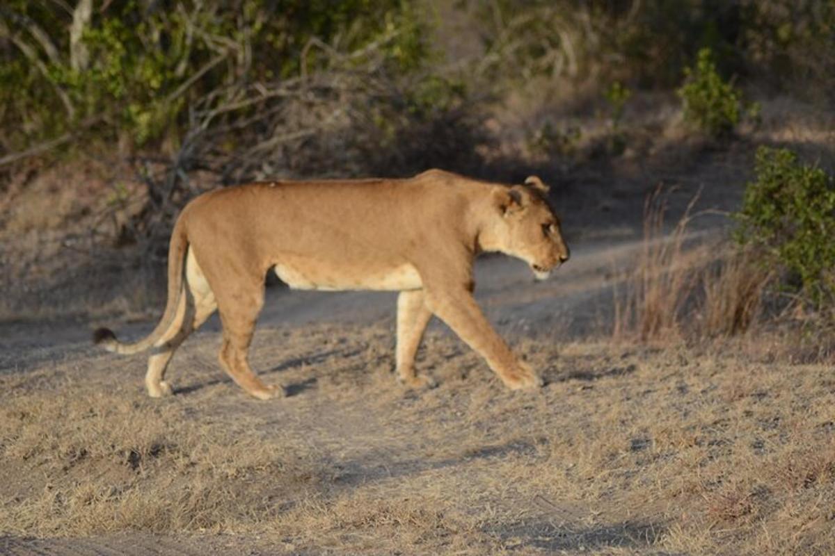 a lion walking down a dirt road