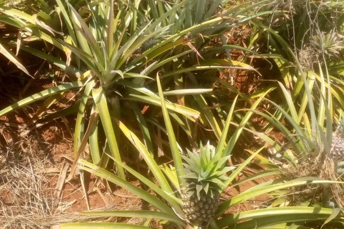 o plantă de ananas într-un câmp de plante