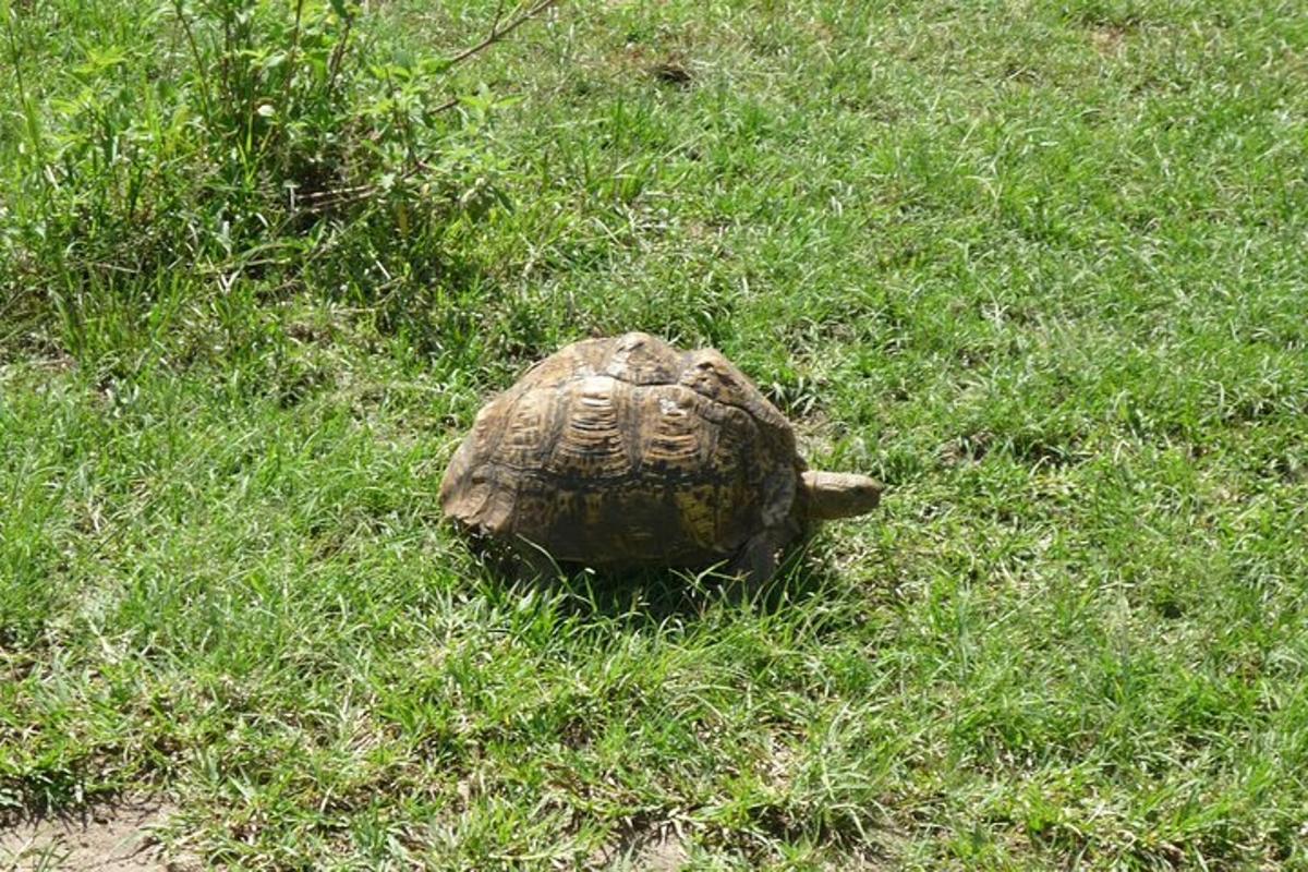 una tortuga a l'herba d'un camp