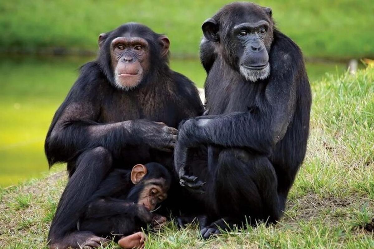 Una pareja de chimpancés sentados junto a un bebé chimpancé