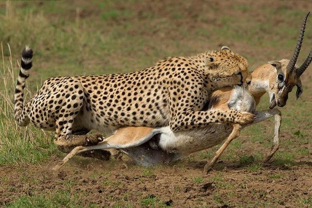 un ghepardo che gioca con una gazzella in un campo