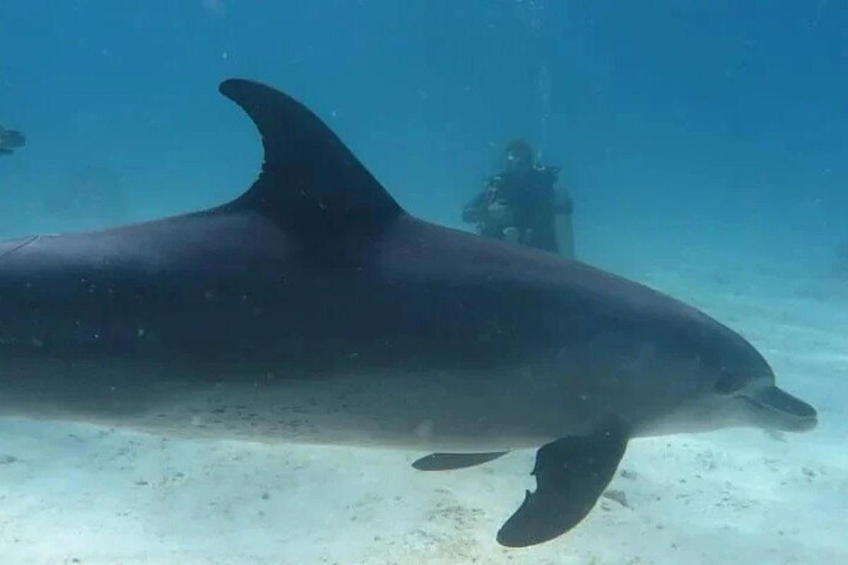 un grande squalo che nuota nell'acqua con un sub