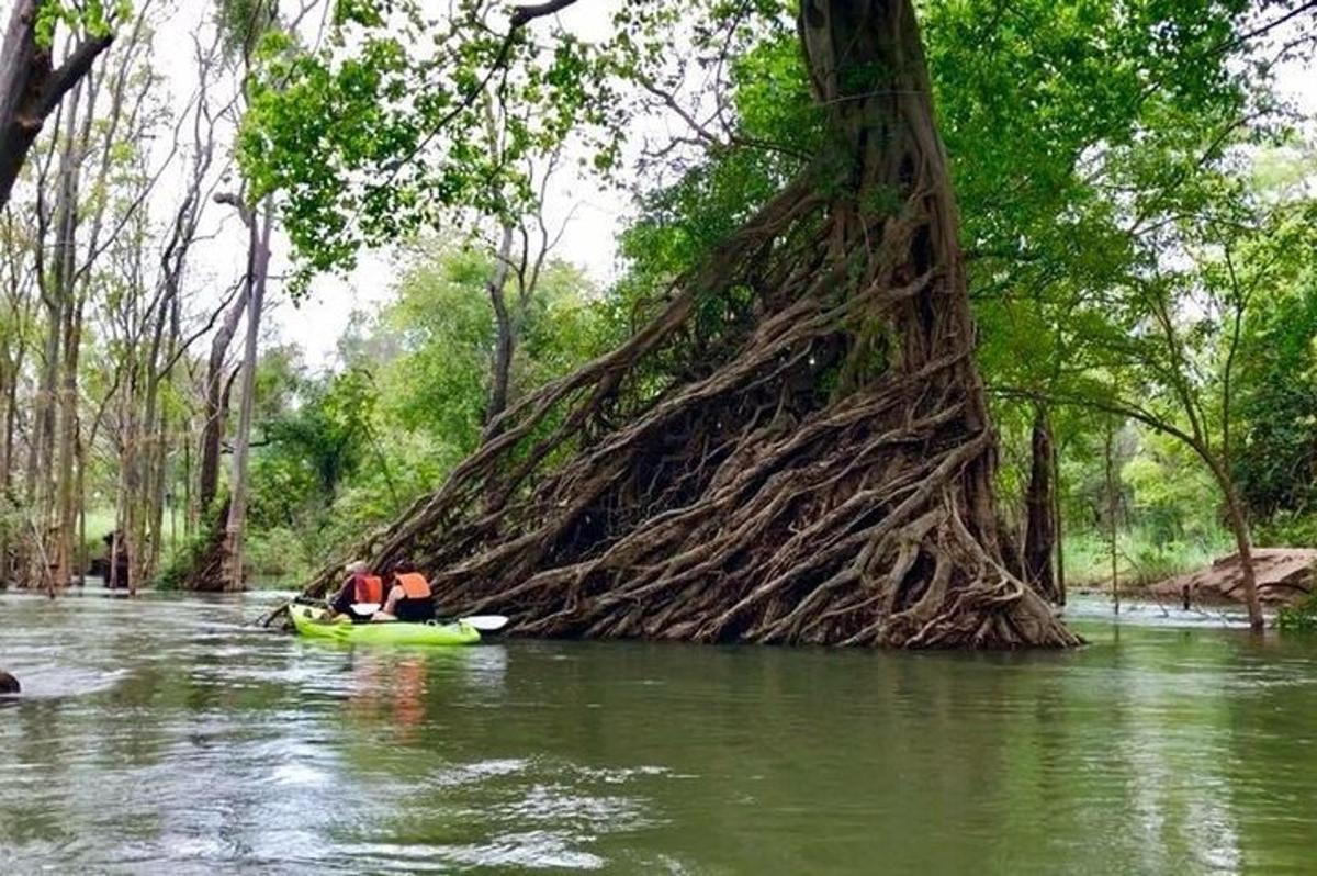 isang puno sa tubig na may dalawang tao sa isang kanue