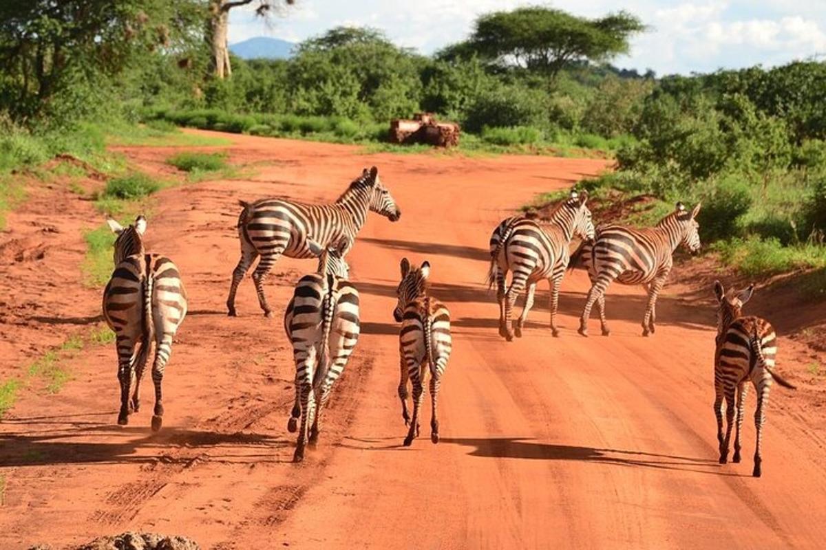 una manada de cebras cruzando un camino de tierra