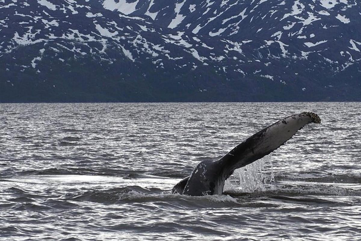 a whale in the water with its arm out