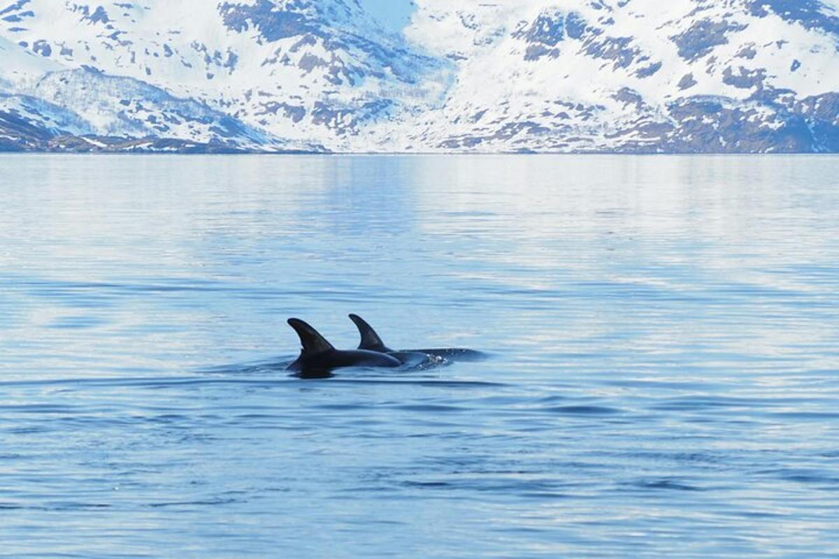 a seal swimming in a body of water with mountains