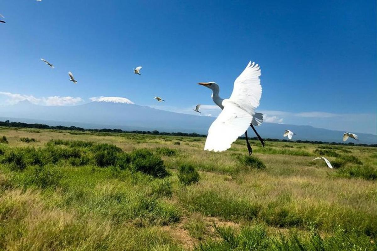un gran ocell blanc vola en un camp