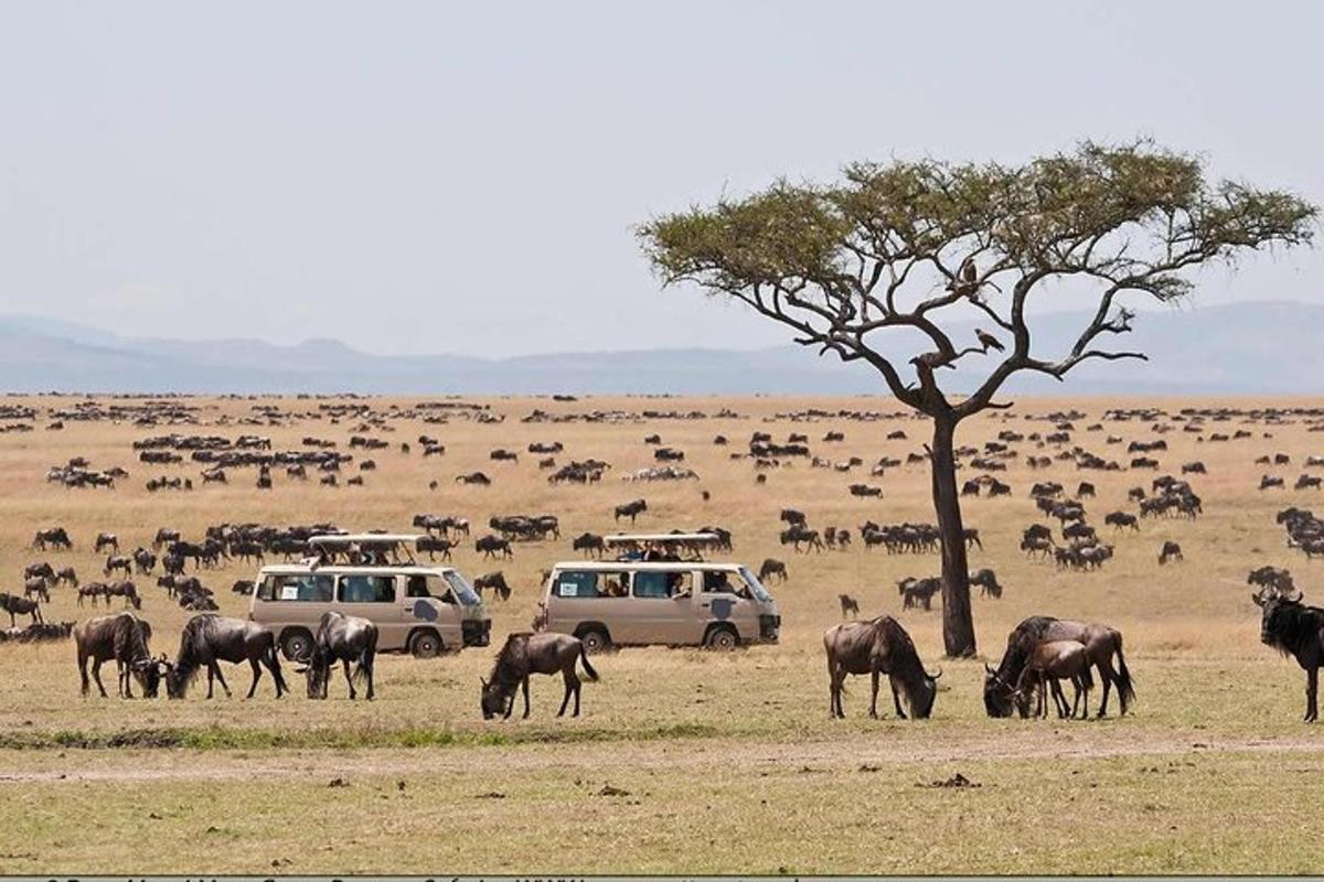 um rebanho de animais pastando em um campo com carros