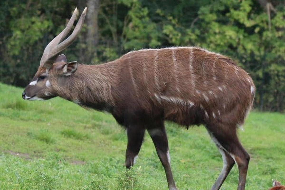 brúnt dýr með löngum hornum sem gengur á akri