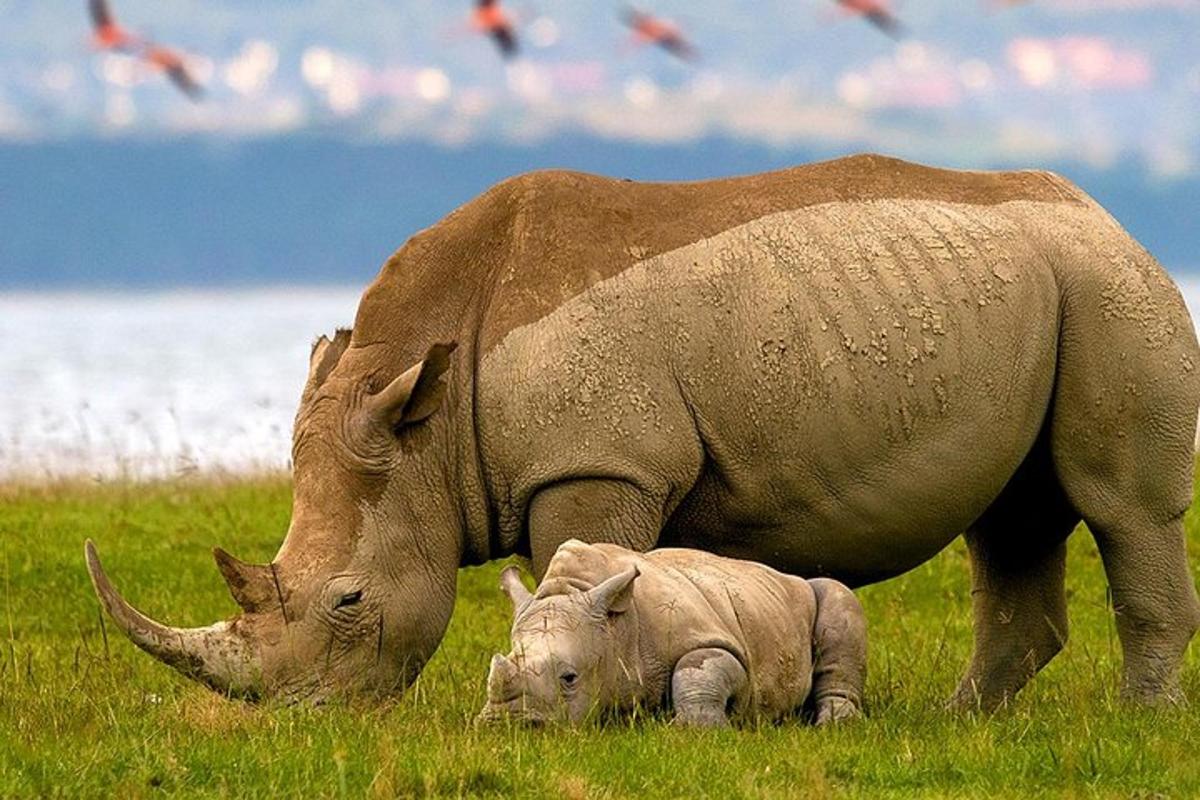 un grand rhinocéros et un bébé rhinocéros broutant dans un champ