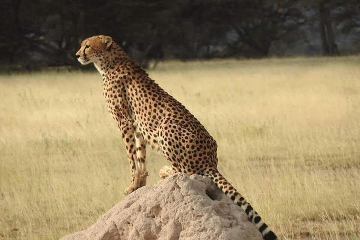 cheetah berdiri di atas batu