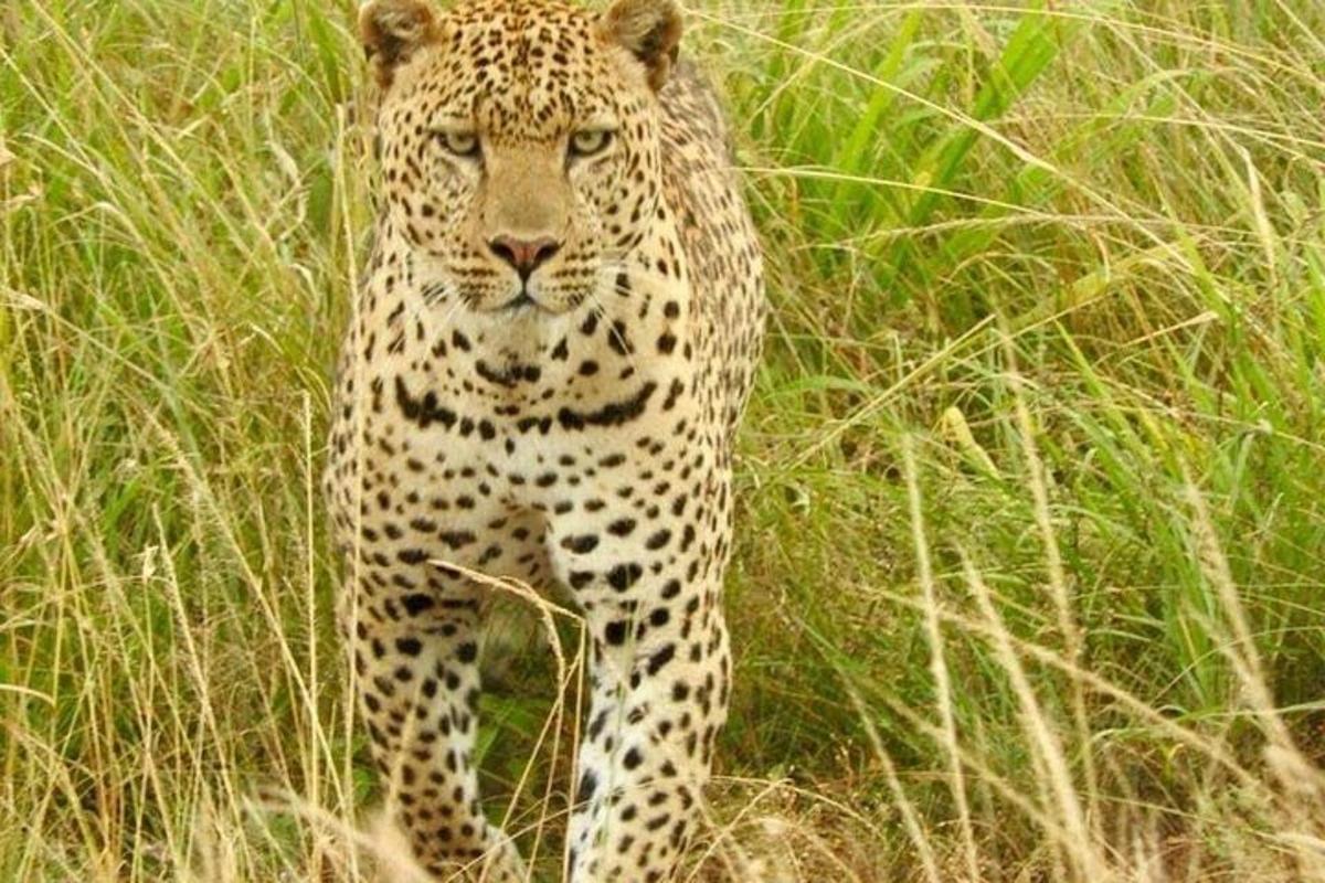 harimau bintang berdiri di padang rumput tinggi