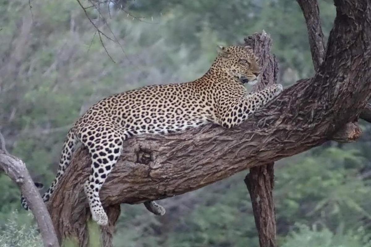 un leopardo dorme su un ramo di un albero