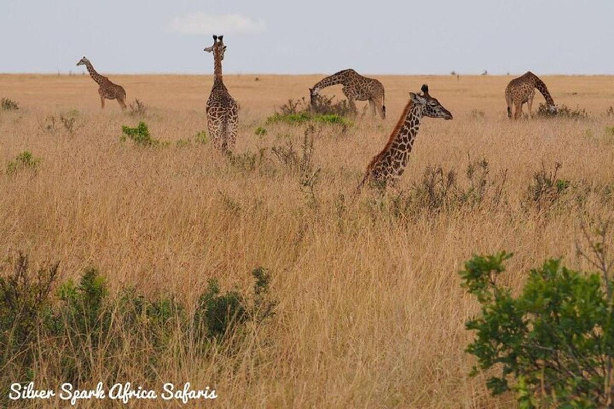 un grup de girafes dempeus en un camp