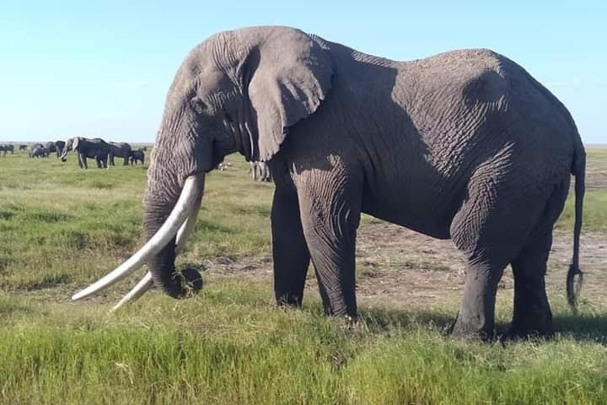 un elefant dempeus en un camp d'herba