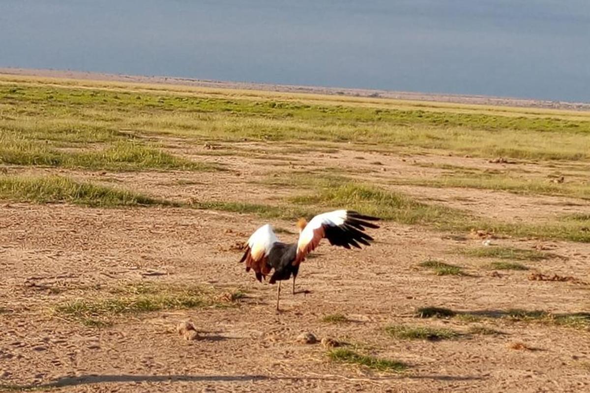 um pássaro parado no meio de um campo