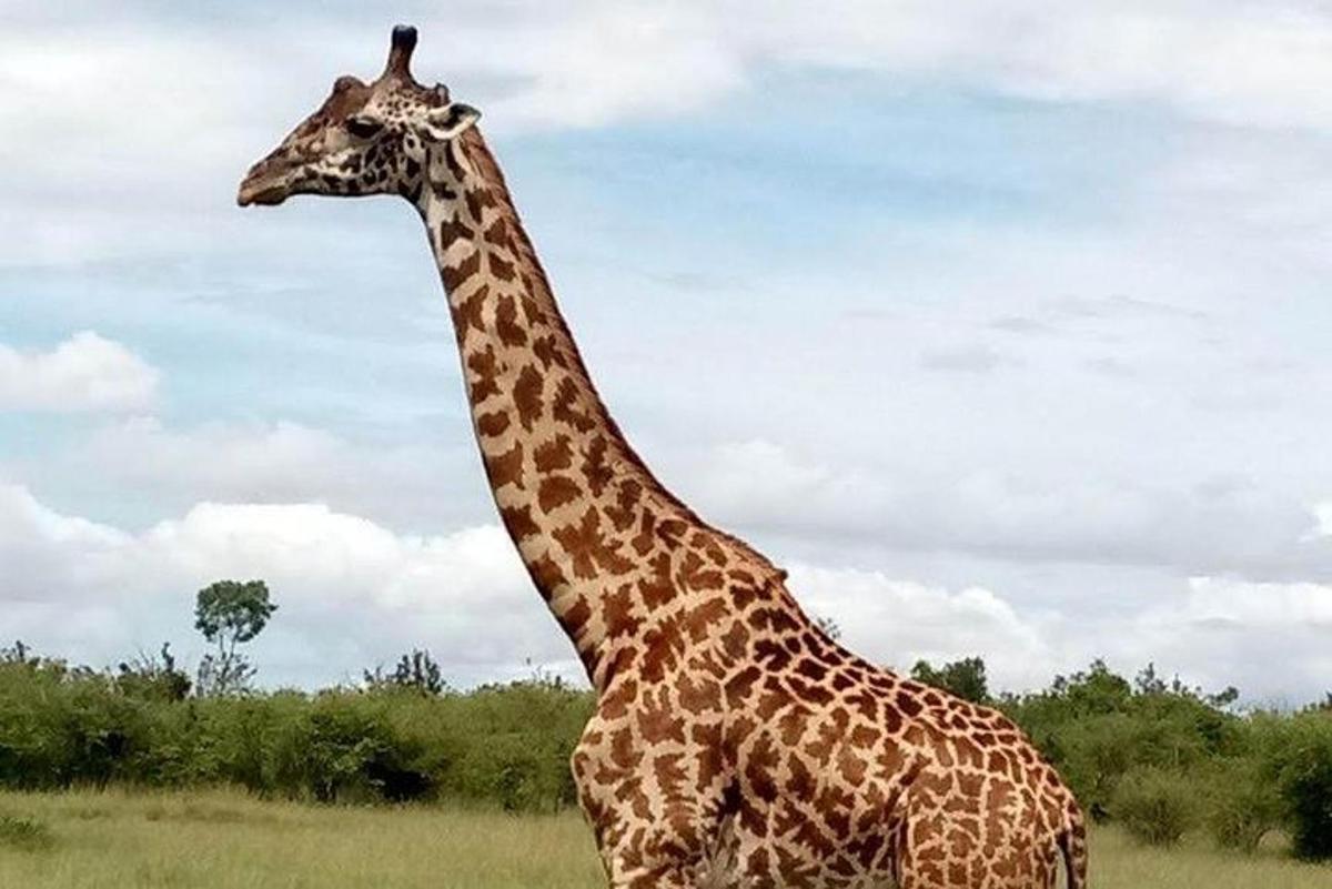 Una jirafa está parada en un campo