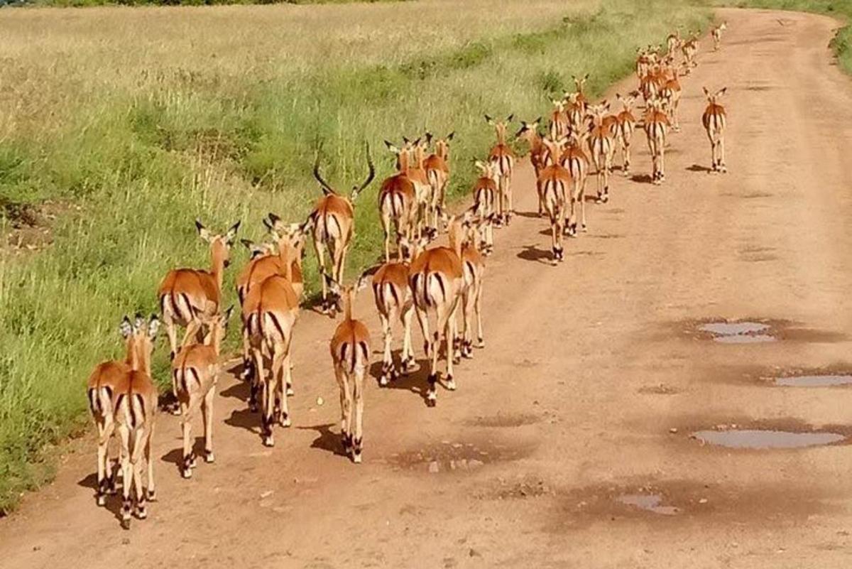 una manada de antílopes caminando por un camino de tierra