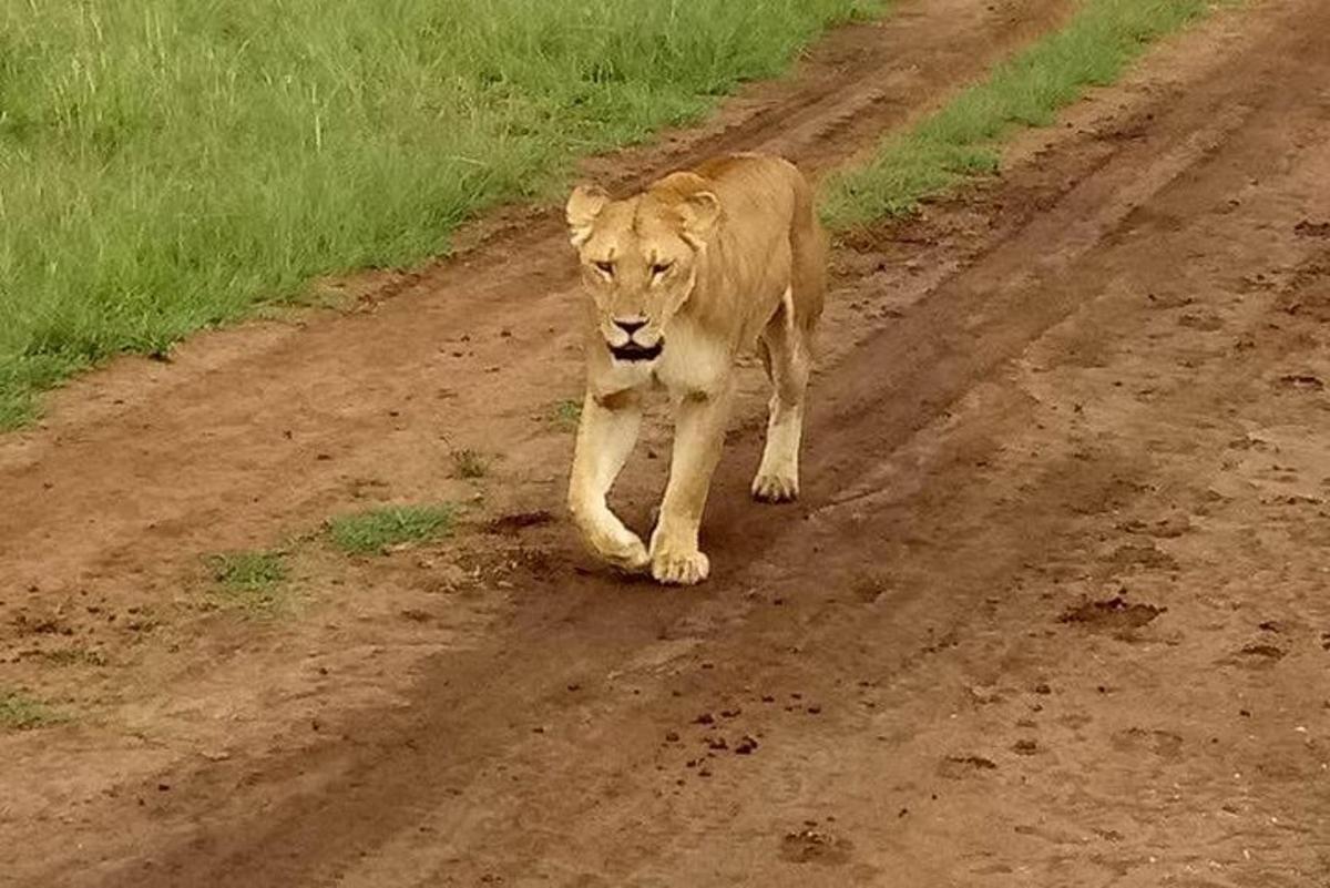 un león caminando por un camino de tierra