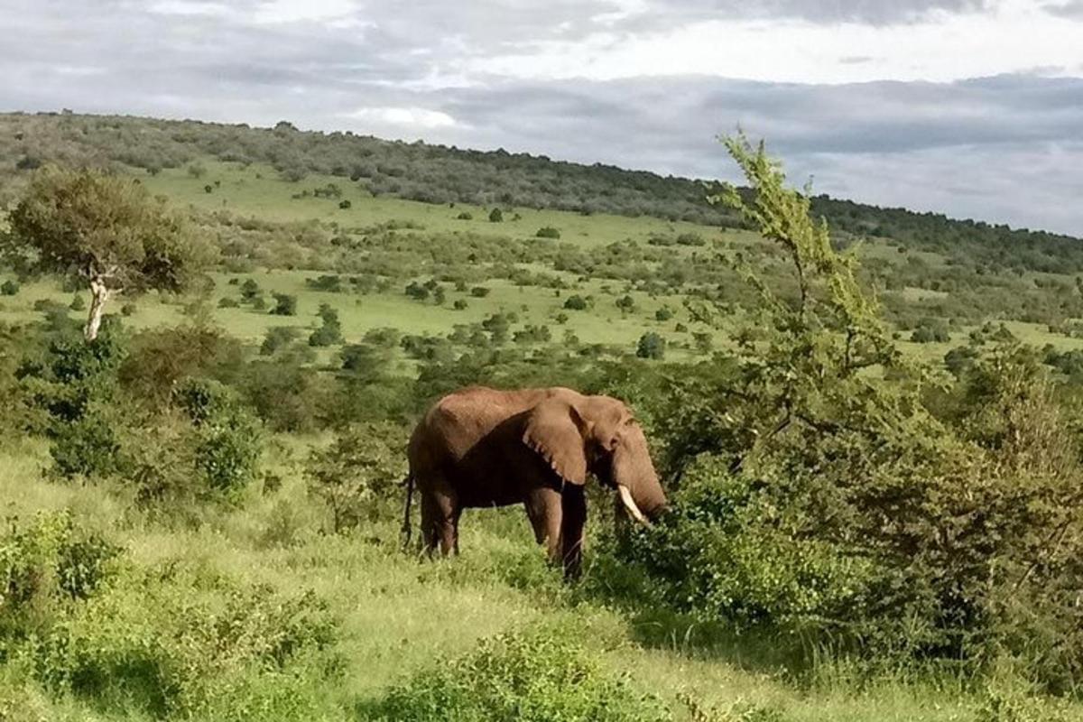Un elefante está parado en la hierba de un campo.
