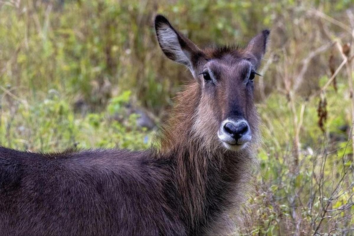 brūna kaza, kas stāv zāles laukā