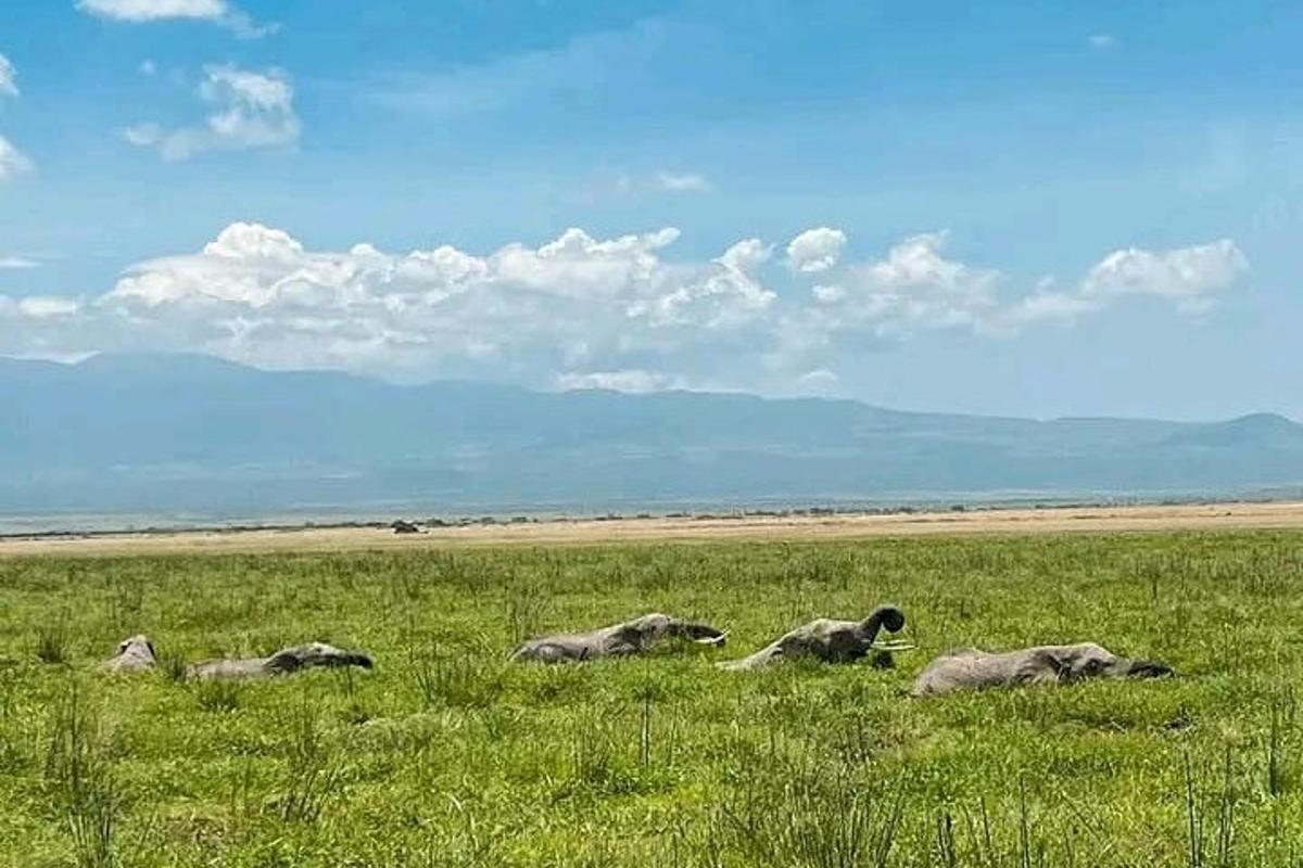 a group of elephants laying in a field of grass