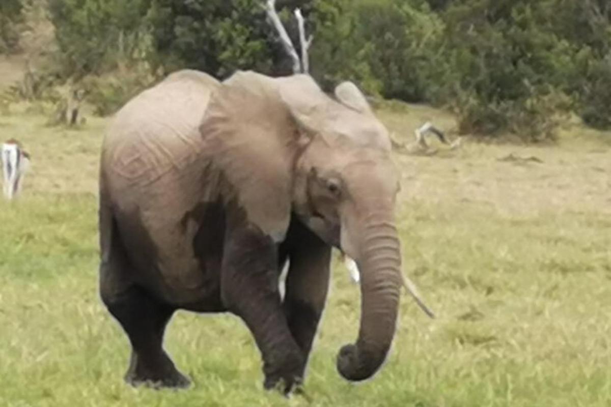 an elephant walking in a field of grass