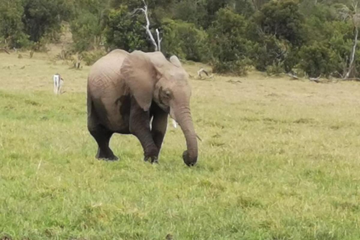 an elephant walking in a field of grass