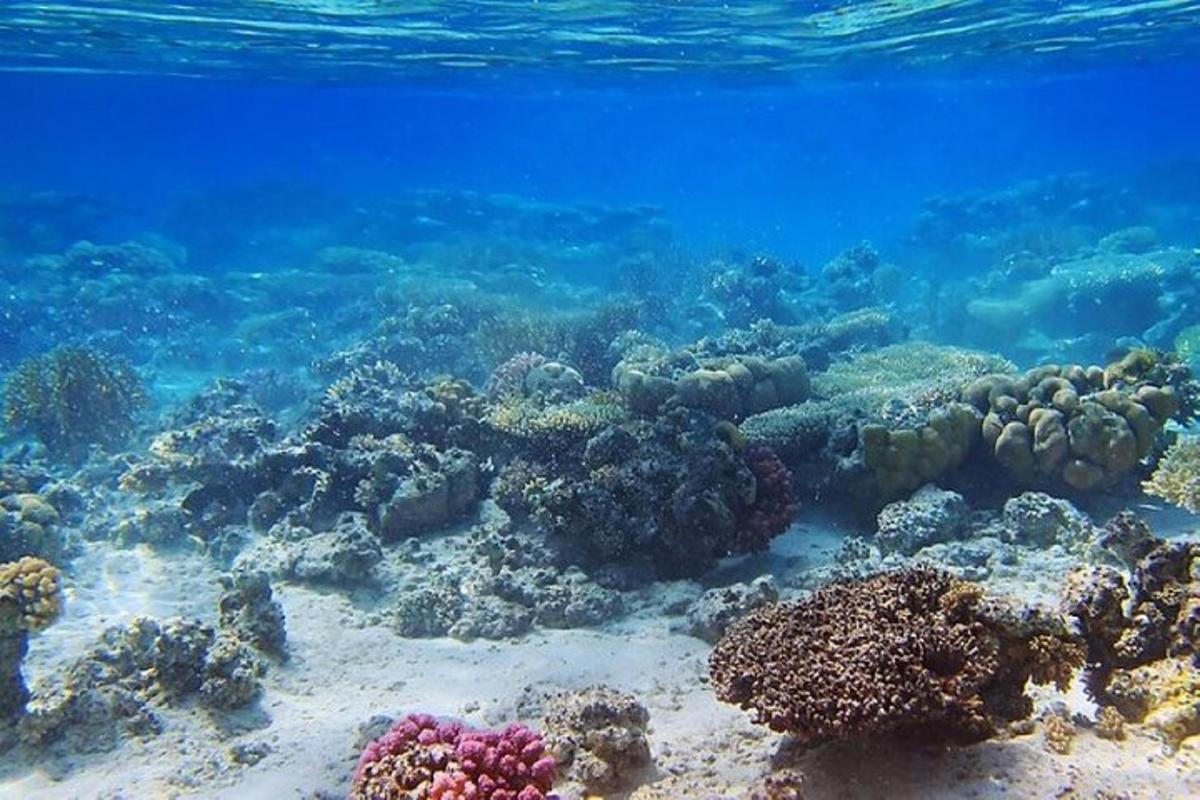 a coral reef in the ocean with blue water