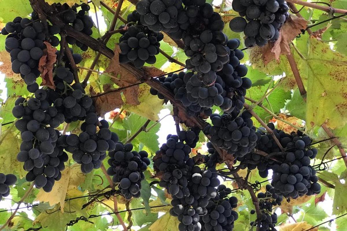 hunnik musti viinamarju ripub puu küljes