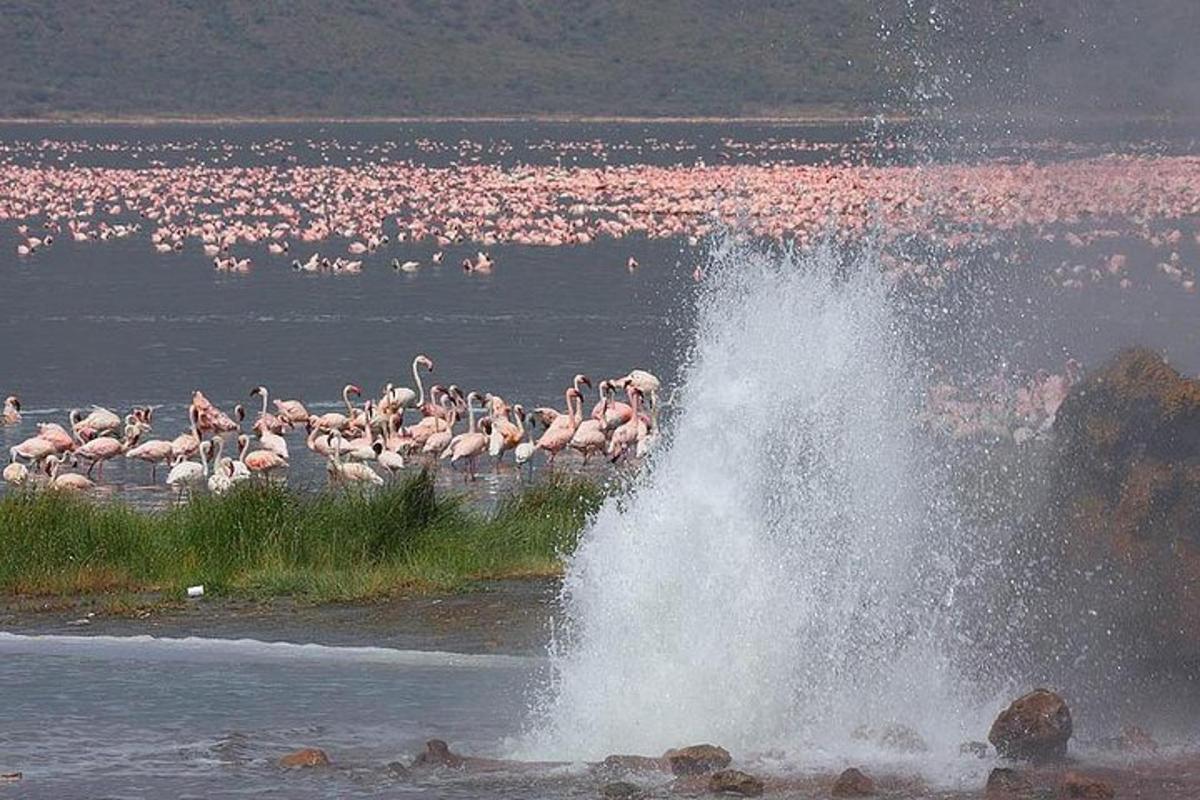 uno stormo di fenicotteri rosa in uno specchio d'acqua