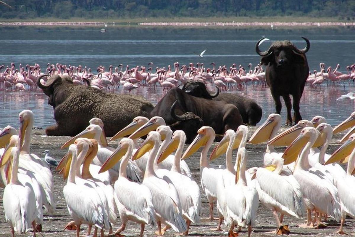 een zwerm vogels die in het water staat met stieren