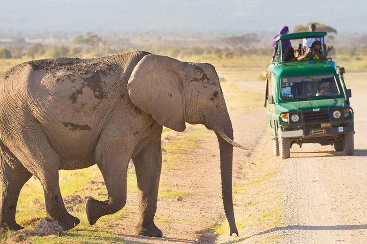 un elefante che cammina su una strada sterrata accanto a un camion