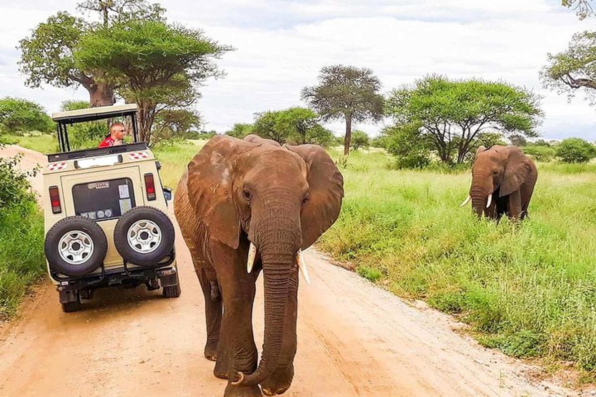 Un elefante caminando por un camino de tierra al lado de un vehículo.