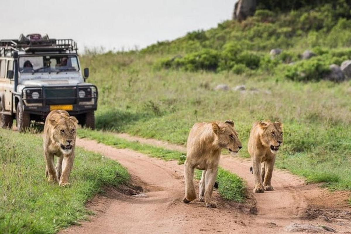 Una pareja de leones caminando por un camino de tierra