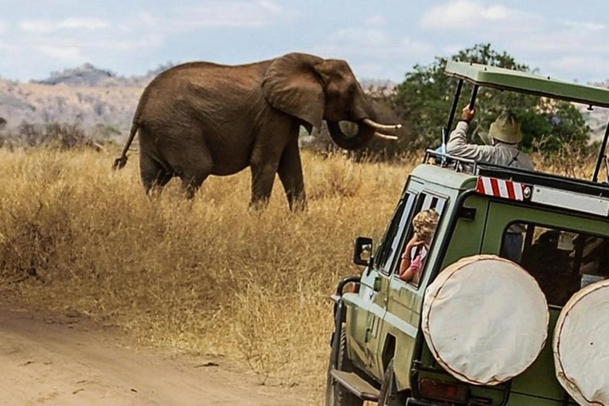 Un elefante caminando en la hierba junto a un vehículo.