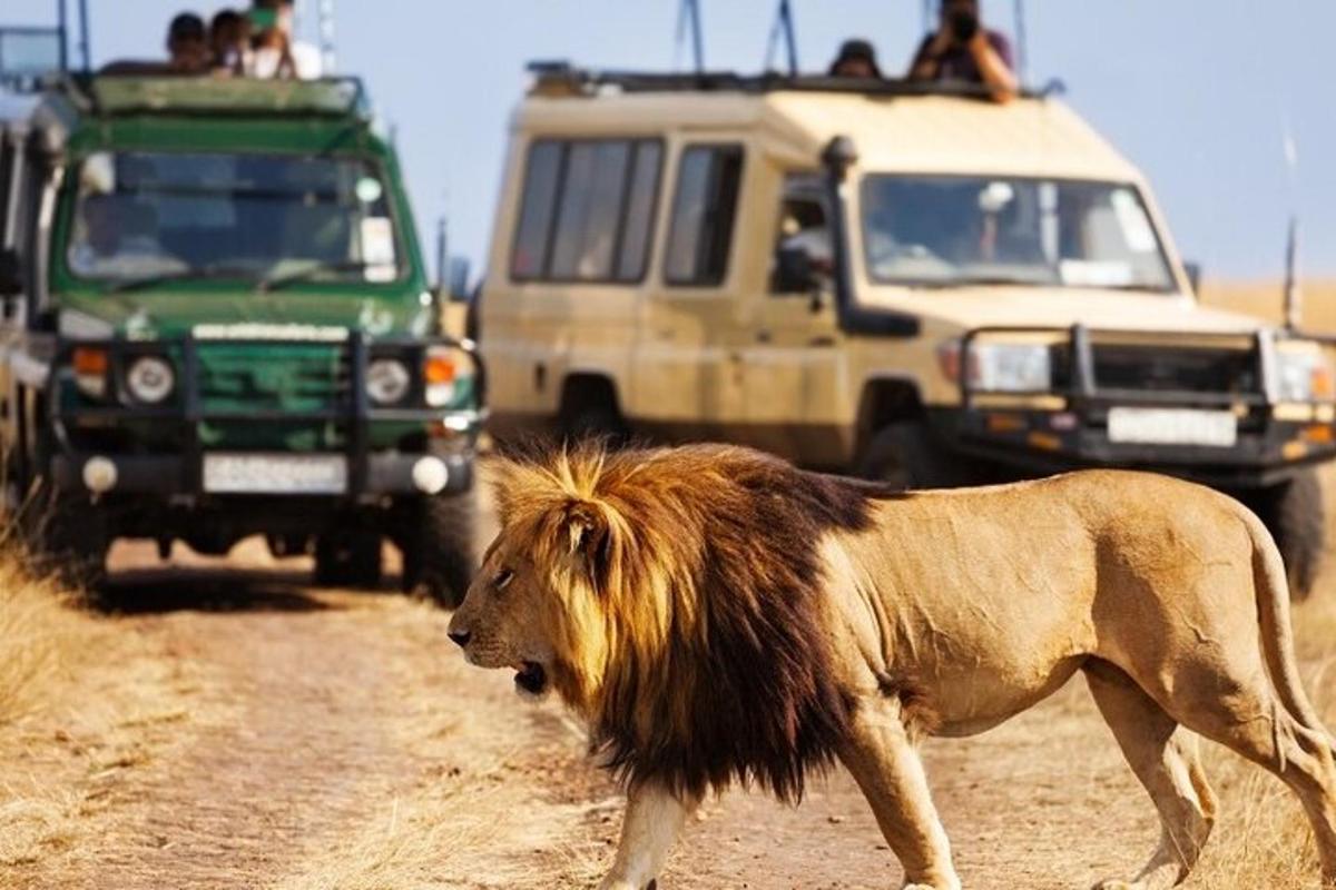 um leão caminhando em uma estrada de terra na frente de veículos