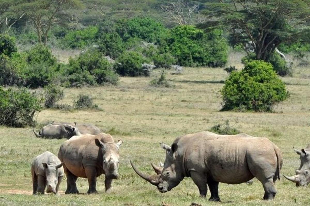 una mandria di rinoceronti al pascolo in un campo