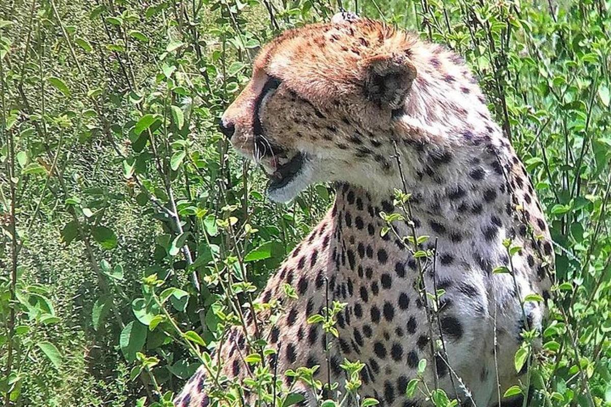 un guepard està assegut a l'herba