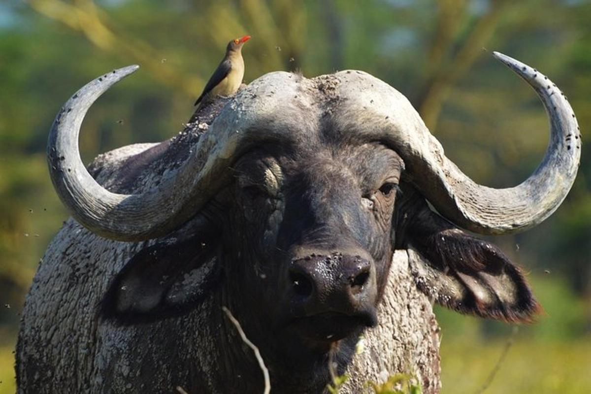 un uccello seduto sul dorso di un toro