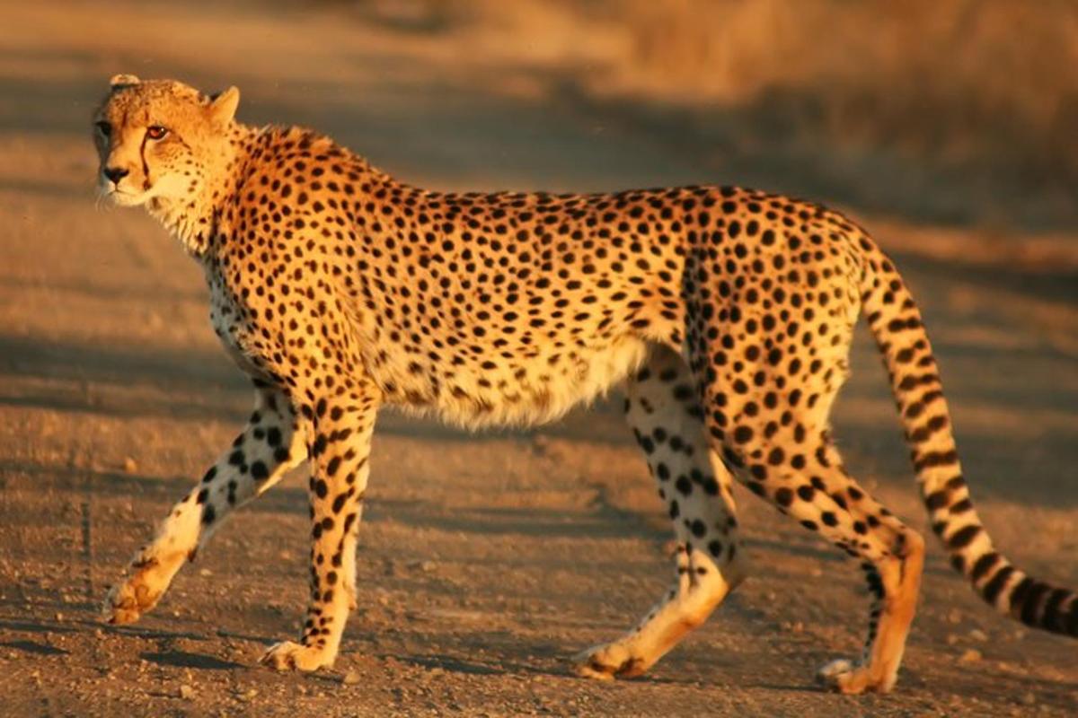a cheetah walking on a dirt road