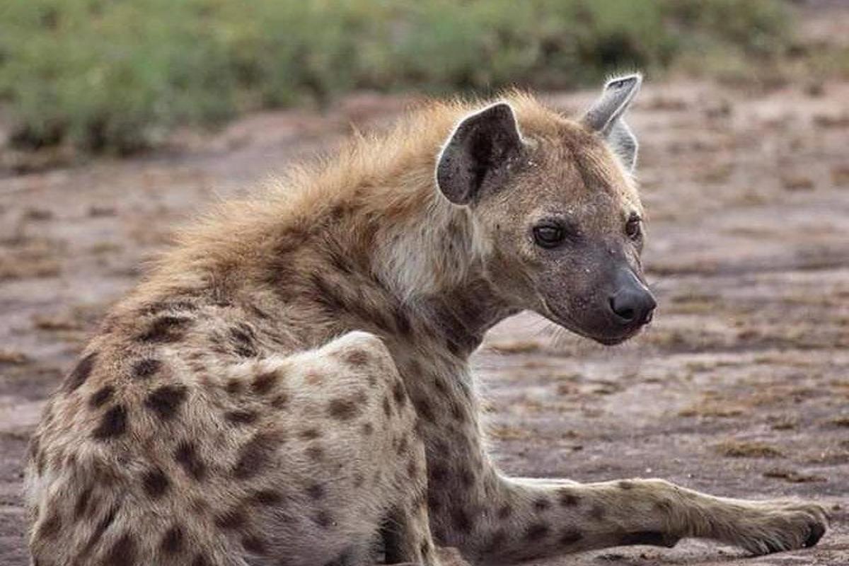 a hyena laying down on the ground