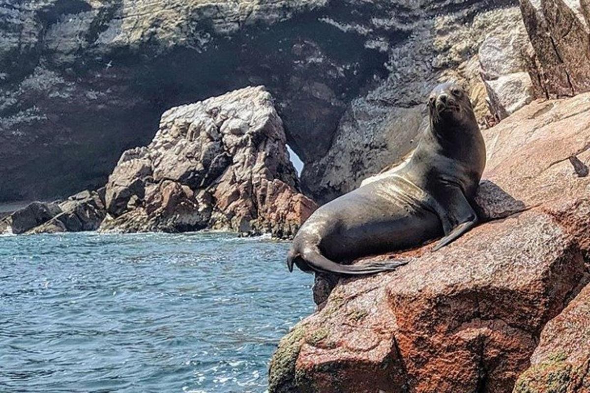una foca seduta su una roccia vicino all'acqua