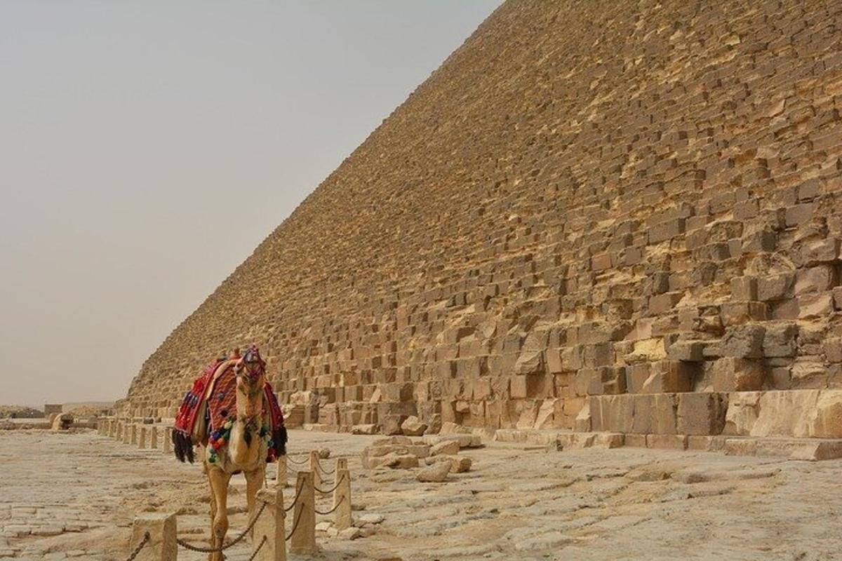 un cammello in piedi davanti a una piramide