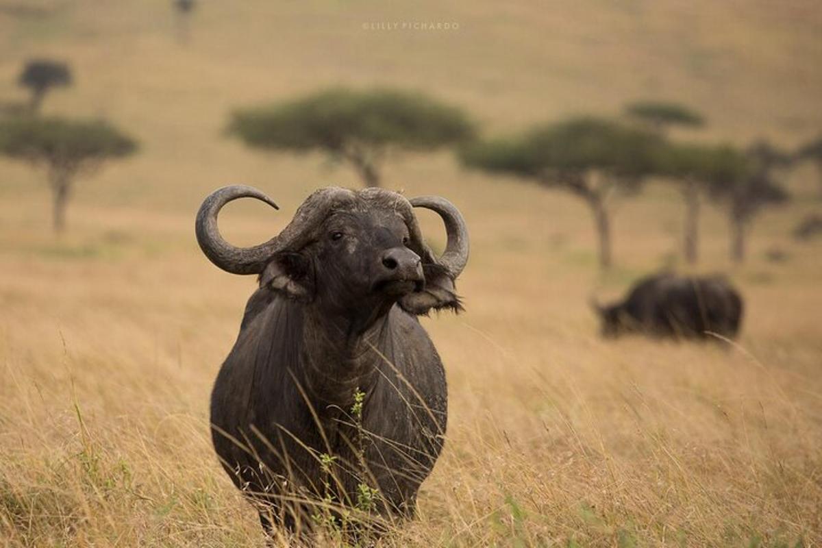 an animal with large horns standing in a field