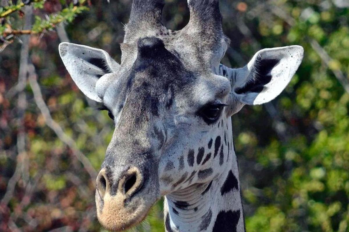 eine Nahaufnahme einer Giraffe, die in die Kamera schaut