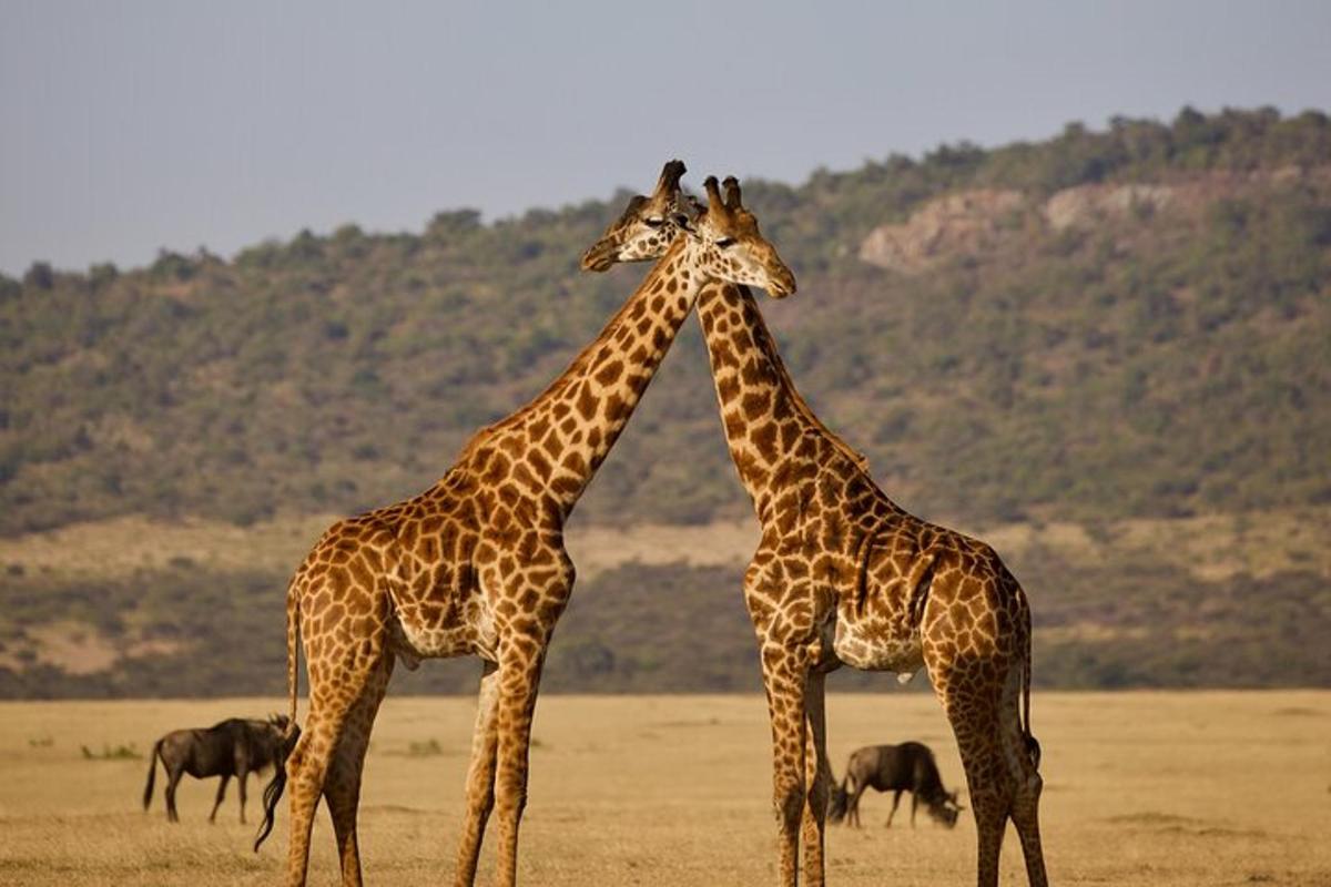 zwei Giraffen stehen nebeneinander auf einem Feld