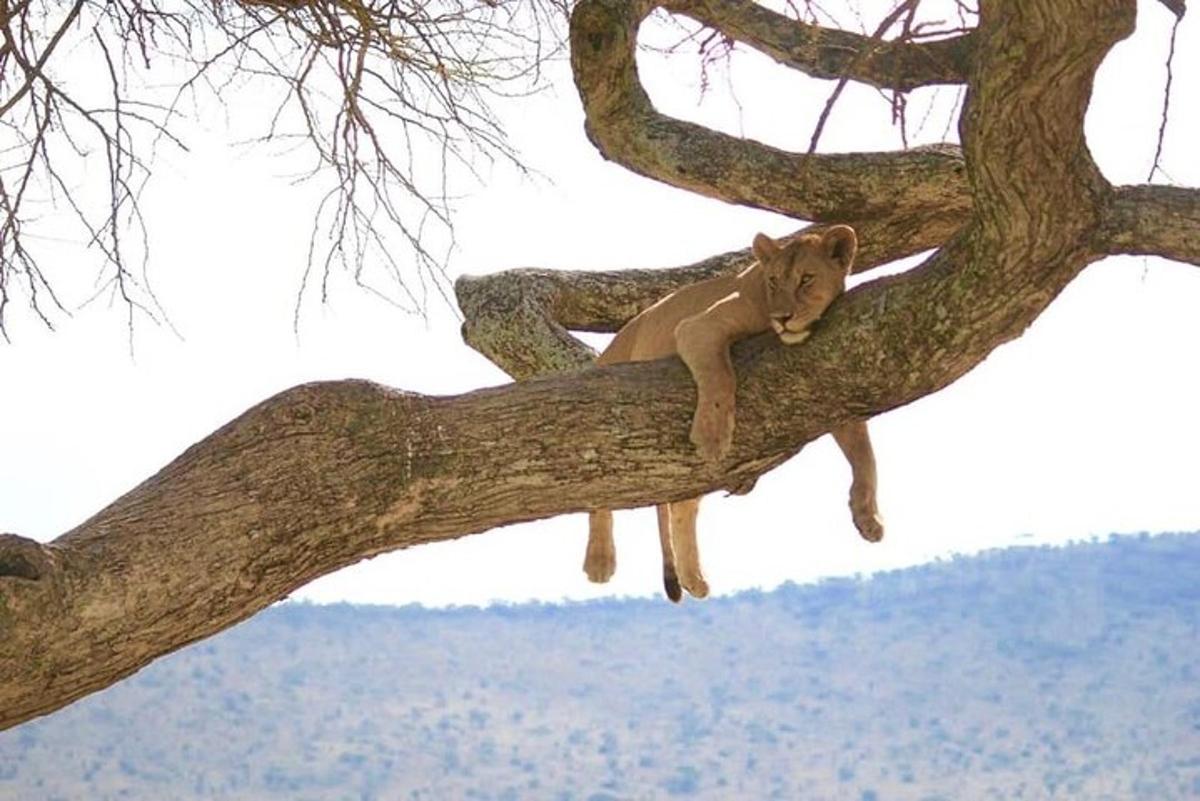 un leone sdraiato in cima a un ramo di un albero